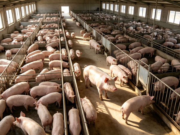 Comprehensive Guide: Breeding Boar Management & Maximizing the Value of Elite Boars